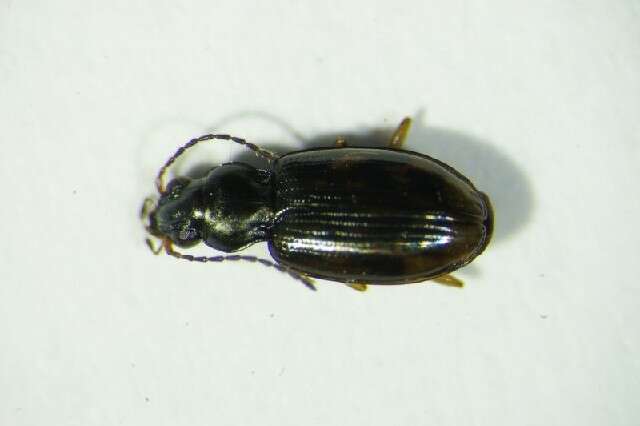 Imagem de Bembidion (Diplocampa) fumigatum (Duftschmid 1812)