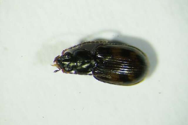 Plancia ëd Bembidion (Diplocampa) fumigatum (Duftschmid 1812)