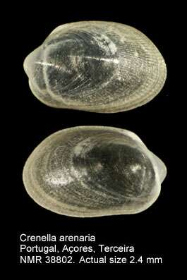 Image of Crenella arenaria Monterosato 1875 ex H. Martin