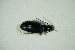 Image of Bembidion (Peryphiolus) monticola Sturm 1825