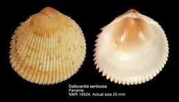 Image of Dallocardia senticosa (G. B. Sowerby I 1833)