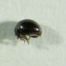 Image of Mniophila