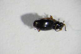 Bembidion (Semicampa) gilvipes Sturm 1825的圖片