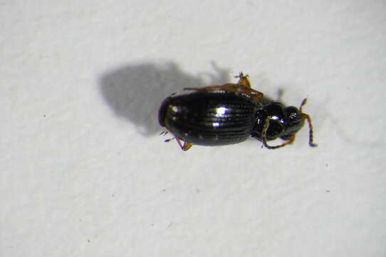 Plancia ëd Bembidion (Semicampa) gilvipes Sturm 1825