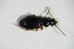 Plancia ëd Bembidion (Semicampa) gilvipes Sturm 1825