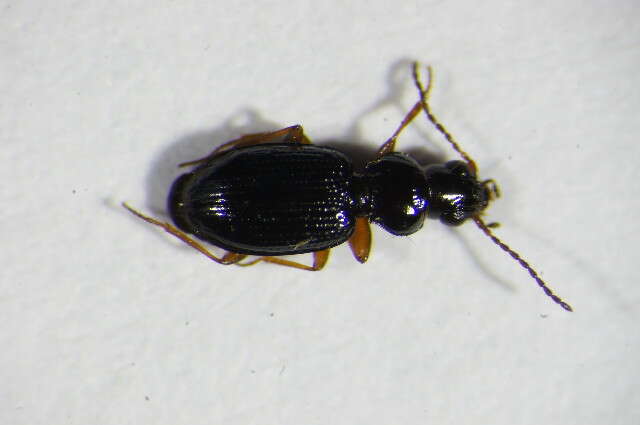 Plancia ëd Bembidion (Semicampa) gilvipes Sturm 1825