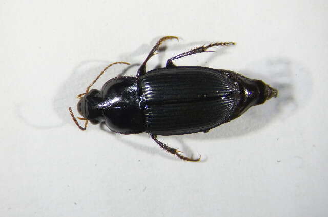 Imagem de Bembidion (Philochthus) biguttatum (Fabricius 1779)