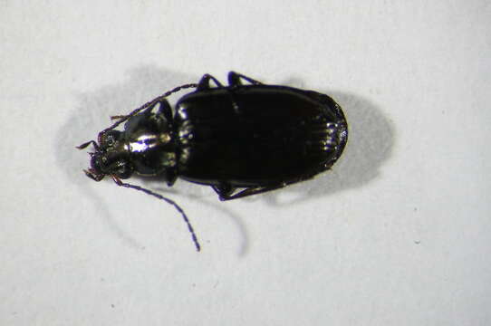 Image of Carabidae