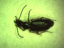 Image of Bembidion (Peryphiolus) monticola Sturm 1825