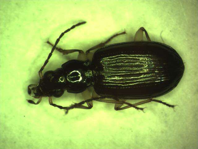 Image of Bembidion (Peryphiolus) monticola Sturm 1825