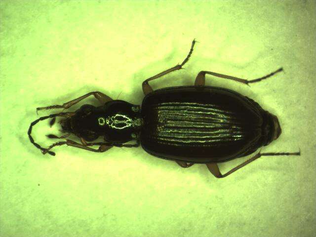 Image of Bembidion (Peryphiolus) monticola Sturm 1825