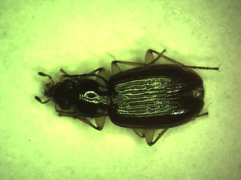 Image of Bembidion (Peryphiolus) monticola Sturm 1825