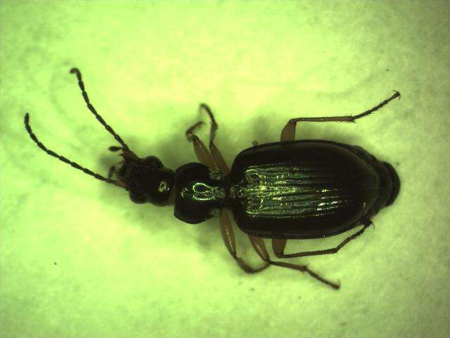 Image of Bembidion (Peryphiolus) monticola Sturm 1825