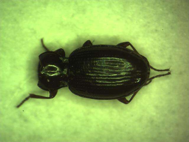 Bembidion (Semicampa) schueppelii Dejean 1831的圖片