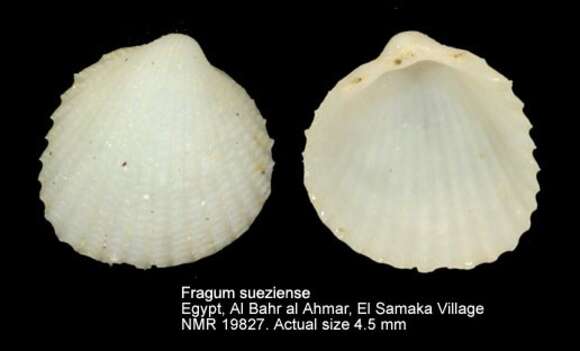 Image of Fragum sueziense (Issel 1869)