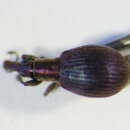 Image of Pseudaplemonus