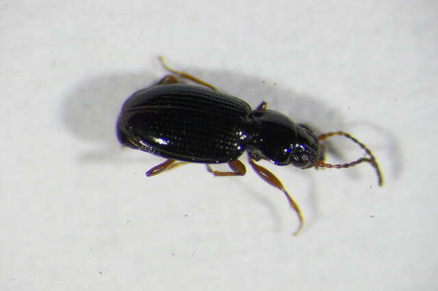 Plancia ëd Bembidion (Semicampa) gilvipes Sturm 1825