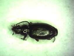 Bembidion (Peryphanes) deletum Audinet-Serville 1821的圖片