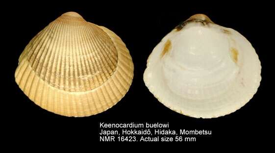 Image of Keenocardium buelowi (Rolle 1896)