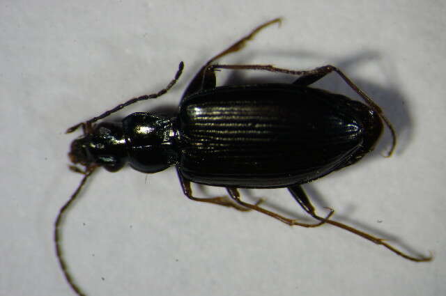 Imagem de Bembidion (Bembidionetolitzkya) complanatum Heer 1837