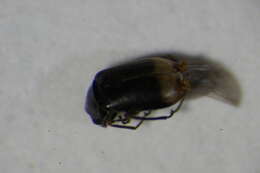 Image of <i>Hypebaeus flavipes</i>