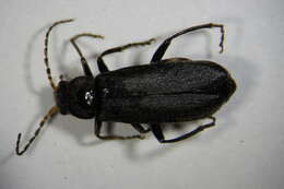 Imagem de <i>Cantharis tristis</i>