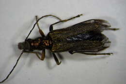 Image of <i>Oedemera flavipes</i>