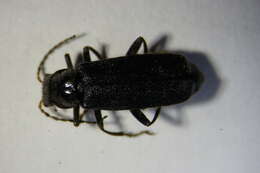 Imagem de <i>Cantharis tristis</i>