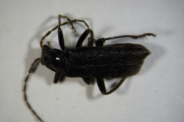 Imagem de <i>Cantharis tristis</i>