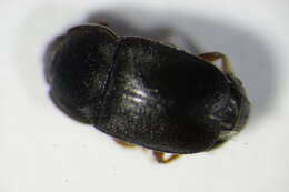 Image of Nitidula rufipes (Linnaeus 1767)