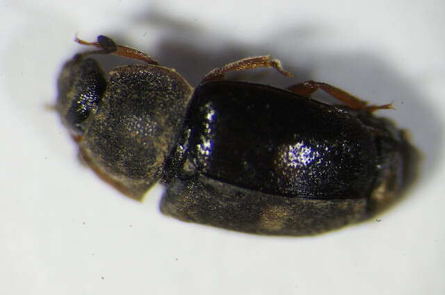 Image of Two-spotted Sap Beetle