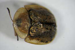 Image of Beet tortoise beetle