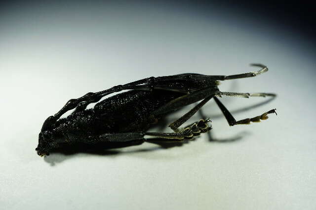 Image of capricorn beetle