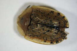 Image of Beet tortoise beetle