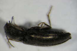 Image of <i>Cidnopus quercus</i>