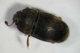 Image of Nitidula rufipes (Linnaeus 1767)