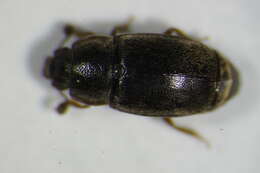 Image of Nitidula rufipes (Linnaeus 1767)