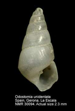 Image of large-toothed pyramid shell