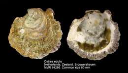 Image of Native oyster