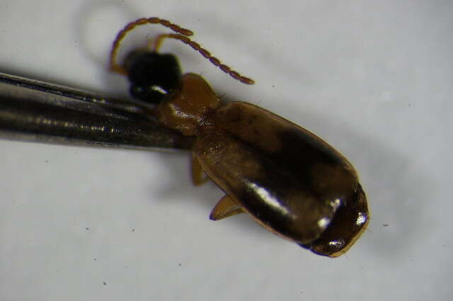 Image of Ground beetle