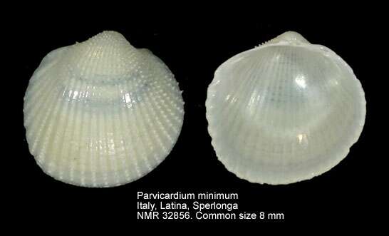 Image of Papillicardium minimum (Philippi 1836)