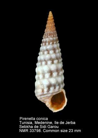 Image of Pirenella conica (Blainville 1829)