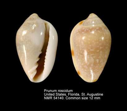 Image of seaboard marginella