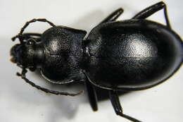 Image of Carabus (Oreocarabus) glabratus Paykull 1790