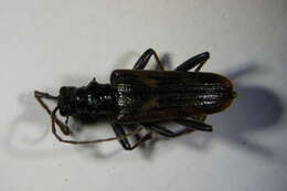 Image of Two-banded longhorn beetle