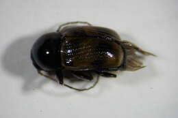 Image of <i>Cryptocephalus imperialis</i>