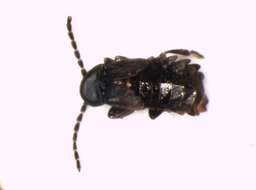 Image of Phosphaenus