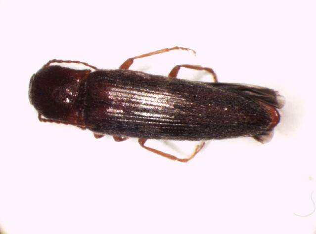 Image of <i>Synaptus filiformis</i>