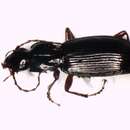 Image of Pterostichus (Pterostichus) hagenbachii Sturm 1824