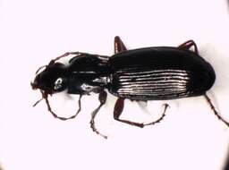 Image of Pterostichus (Pterostichus) hagenbachii Sturm 1824